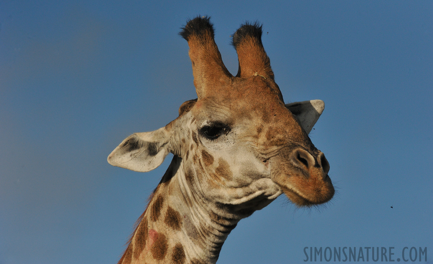 Giraffa giraffa giraffa [440 mm, 1/8000 sec at f / 10, ISO 1600]
